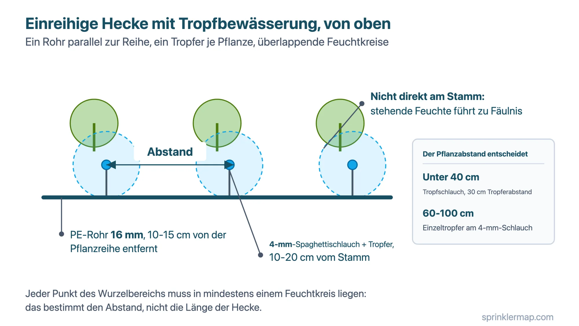 Einreihige Hecke mit Tropfbewässerung: PE-Rohr 16 mm in 10-15 cm Abstand zur Pflanzreihe, 4-mm-Spaghettischlauch mit Tropfer 10-20 cm vom Stamm, nie direkt am Stamm