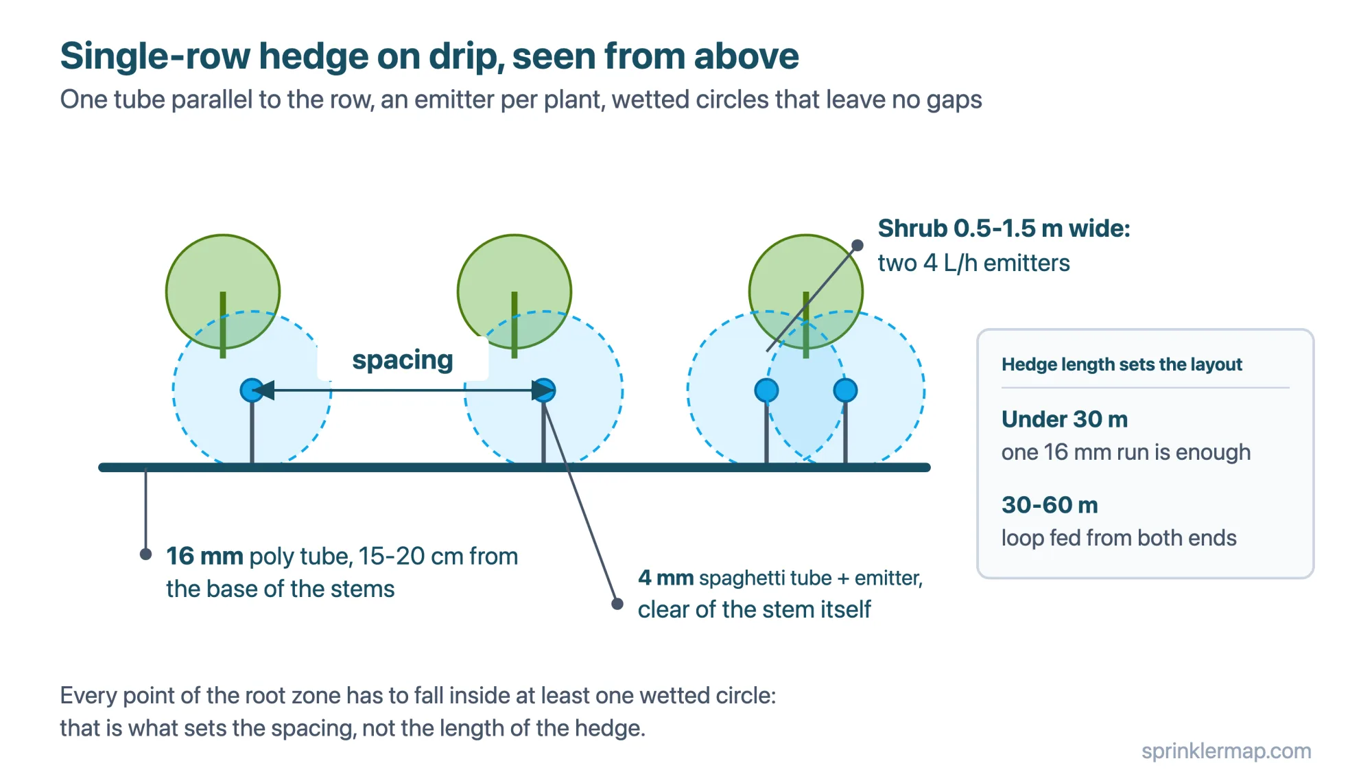 Single-row hedge on drip: one 16 mm poly tube 15-20 cm from the base of the stems, a 4 mm spaghetti tube and emitter per plant, two 4 L/h emitters on shrubs 0.5-1.5 m wide