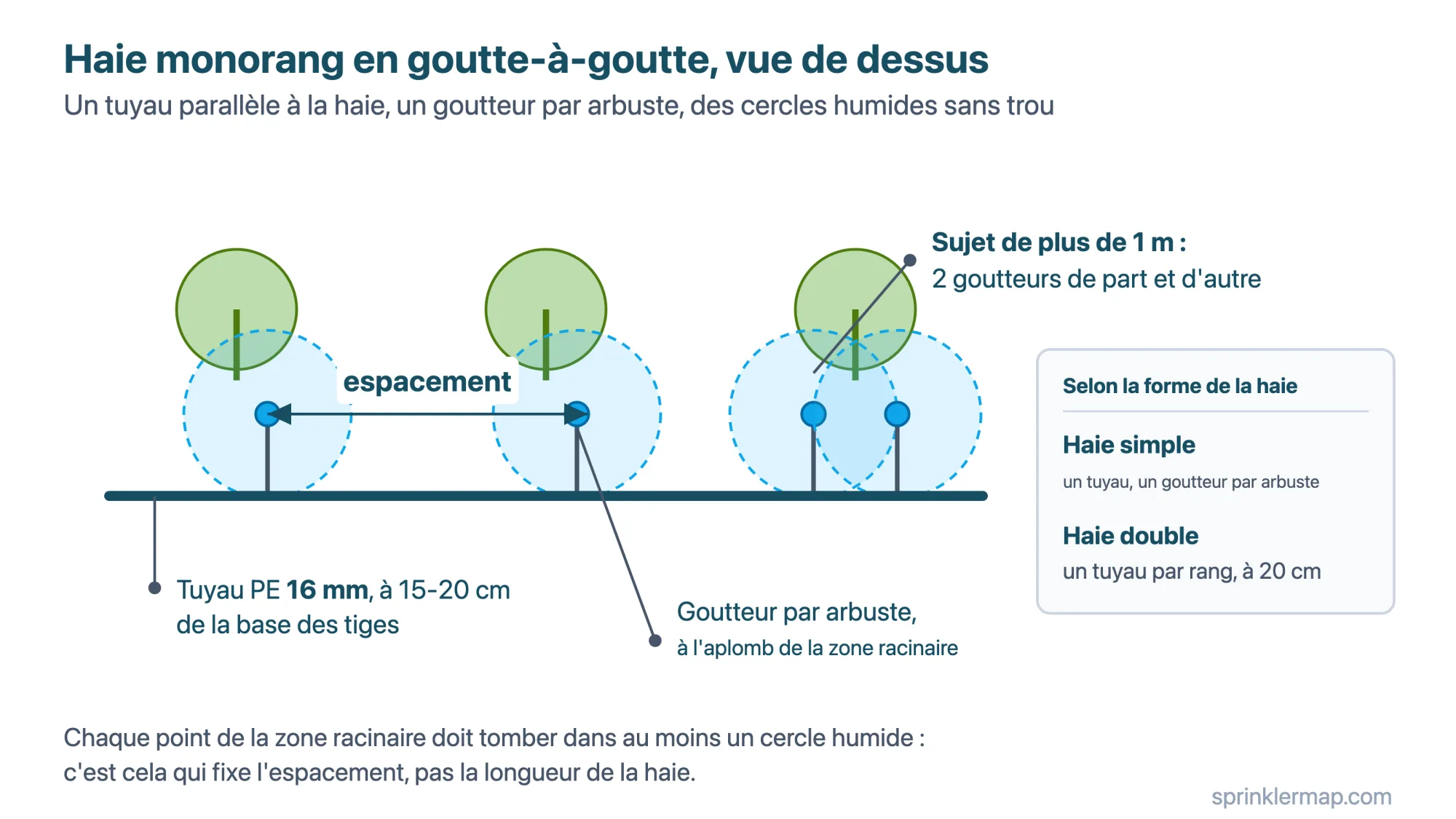 Haie monorang en goutte-à-goutte : tuyau PE 16 mm à 15-20 cm de la base des tiges, un goutteur par arbuste, 2 goutteurs pour les sujets de plus de 1 m de diamètre